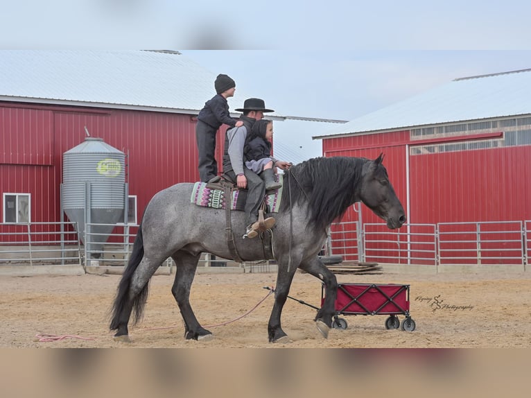 Arbeitspferd Wallach 6 Jahre Roan-Blue in Fairbank IA