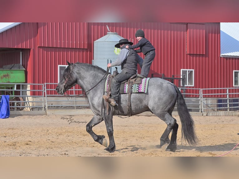 Arbeitspferd Wallach 6 Jahre Roan-Blue in Fairbank IA