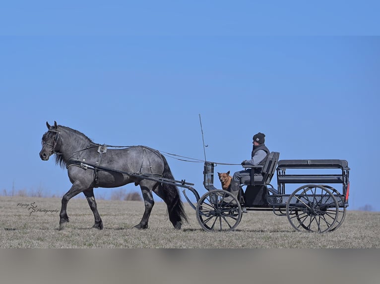 Arbeitspferd Wallach 6 Jahre Roan-Blue in Fairbank IA