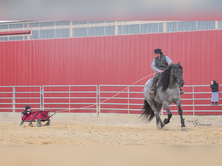 Arbeitspferd Wallach 6 Jahre Roan-Blue in Fairbank IA