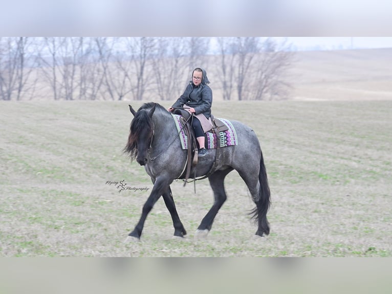 Arbeitspferd Wallach 6 Jahre Roan-Blue in Fairbank IA