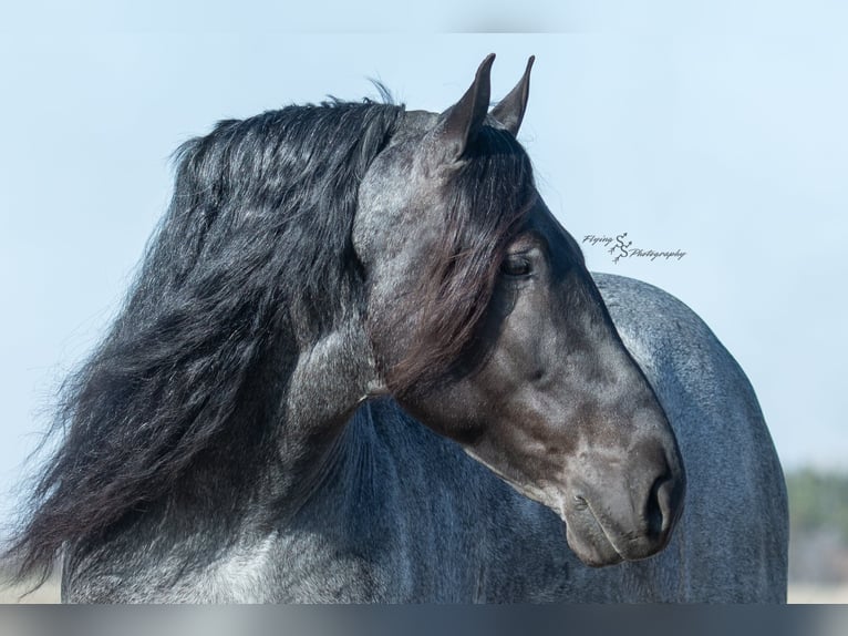 Arbeitspferd Wallach 6 Jahre Roan-Blue in Fairbank IA