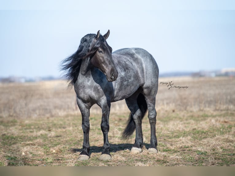 Arbeitspferd Wallach 6 Jahre Roan-Blue in Fairbank IA