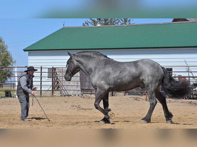 Arbeitspferd Wallach 6 Jahre Roan-Blue in Fairbank IA
