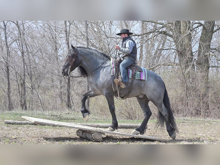 Arbeitspferd Wallach 6 Jahre Roan-Blue in Fairbank IA