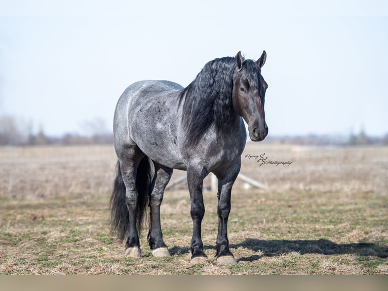 Arbeitspferd Wallach 6 Jahre Roan-Blue in Fairbank IA
