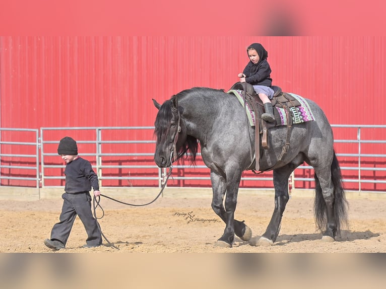 Arbeitspferd Wallach 6 Jahre Roan-Blue in Fairbank IA