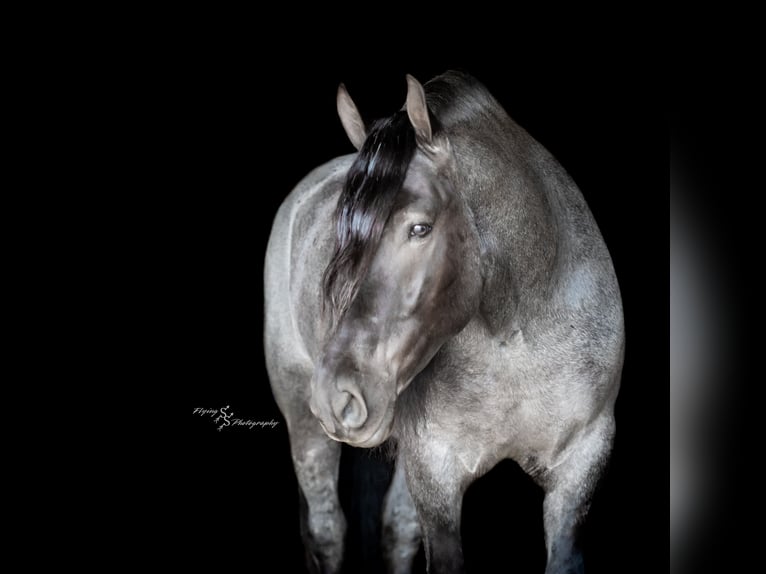 Arbeitspferd Wallach 6 Jahre Roan-Blue in Fairbank IA