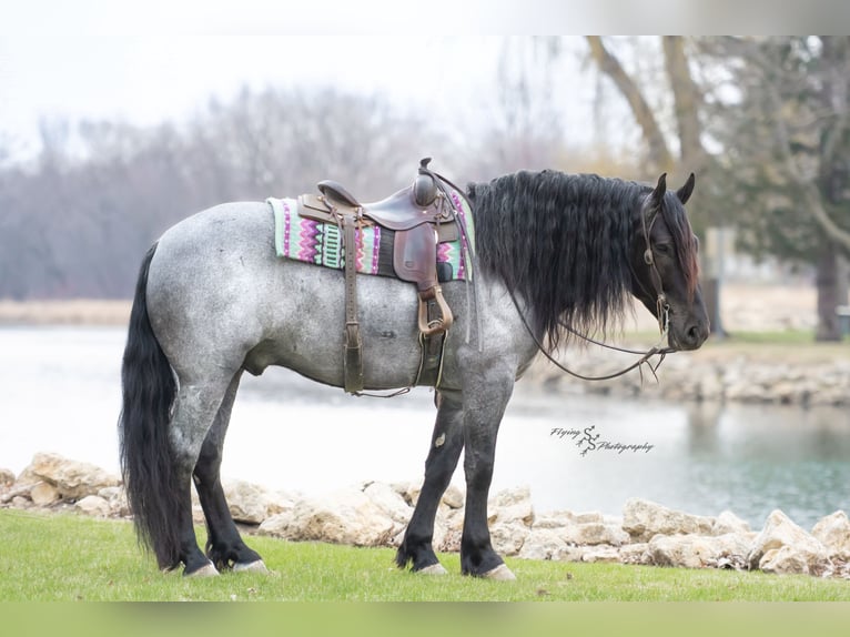 Arbeitspferd Wallach 6 Jahre Roan-Blue in Fairbank IA