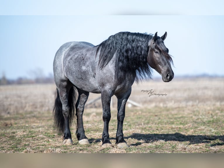 Arbeitspferd Wallach 6 Jahre Roan-Blue in Fairbank IA