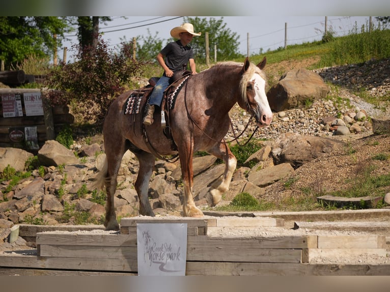 Arbeitspferd Mix Wallach 6 Jahre Roan-Red in Fresno