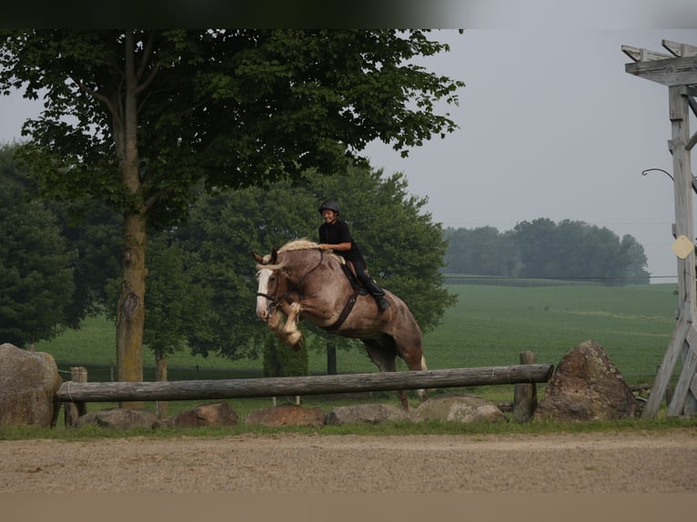 Arbeitspferd Mix Wallach 6 Jahre Roan-Red in Fresno