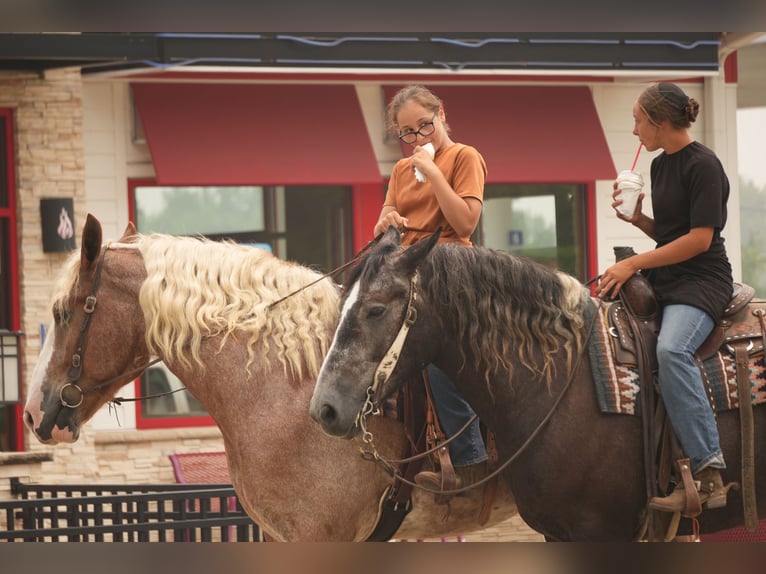 Arbeitspferd Mix Wallach 6 Jahre Roan-Red in Fresno