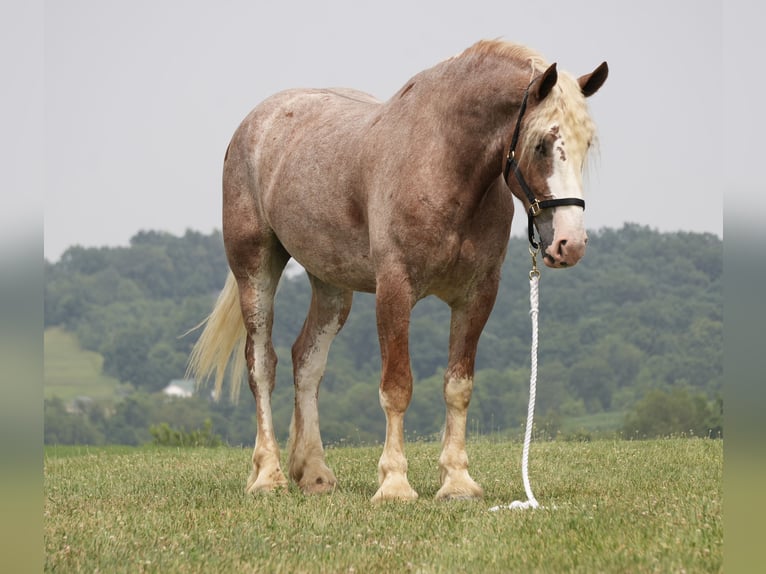 Arbeitspferd Mix Wallach 6 Jahre Roan-Red in Fresno