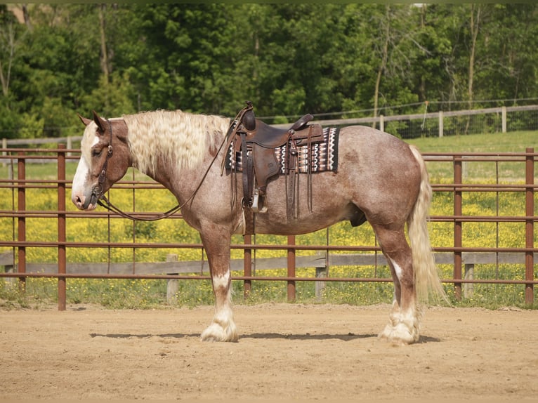 Arbeitspferd Mix Wallach 6 Jahre Roan-Red in Fresno