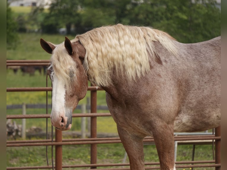 Arbeitspferd Mix Wallach 6 Jahre Roan-Red in Fresno