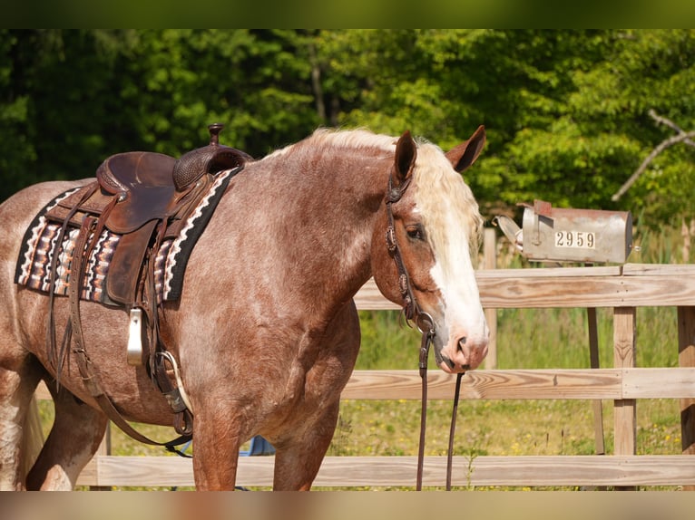 Arbeitspferd Mix Wallach 6 Jahre Roan-Red in Fresno