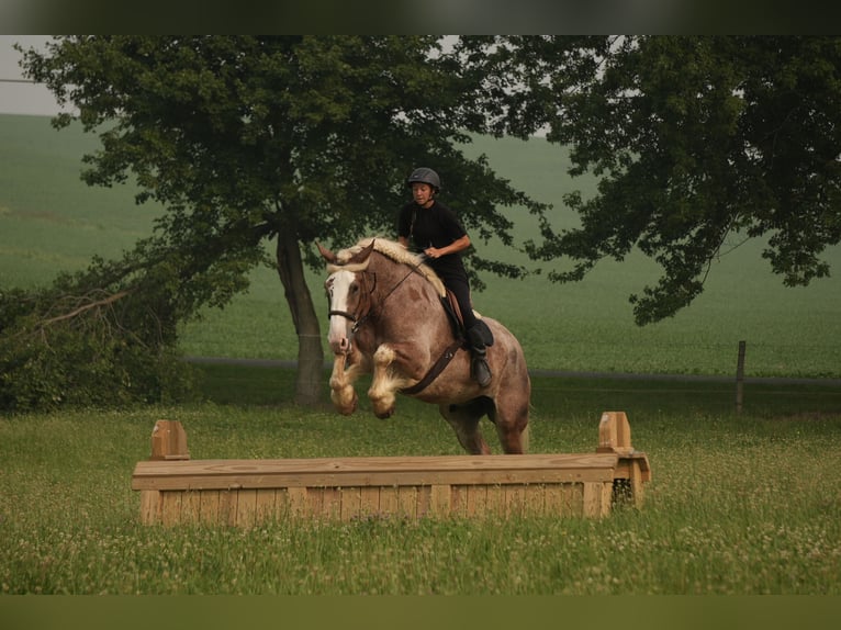 Arbeitspferd Mix Wallach 6 Jahre Roan-Red in Fresno