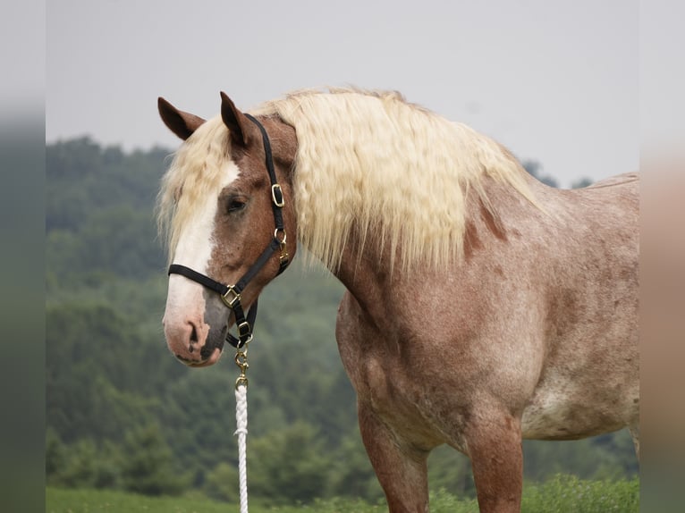 Arbeitspferd Mix Wallach 6 Jahre Roan-Red in Fresno