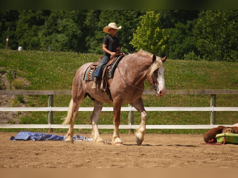 Arbeitspferd Mix Wallach 6 Jahre Roan-Red in Fresno