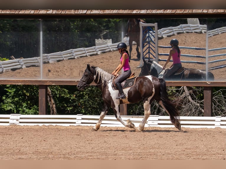Arbeitspferd Mix Wallach 6 Jahre Schecke in Clover