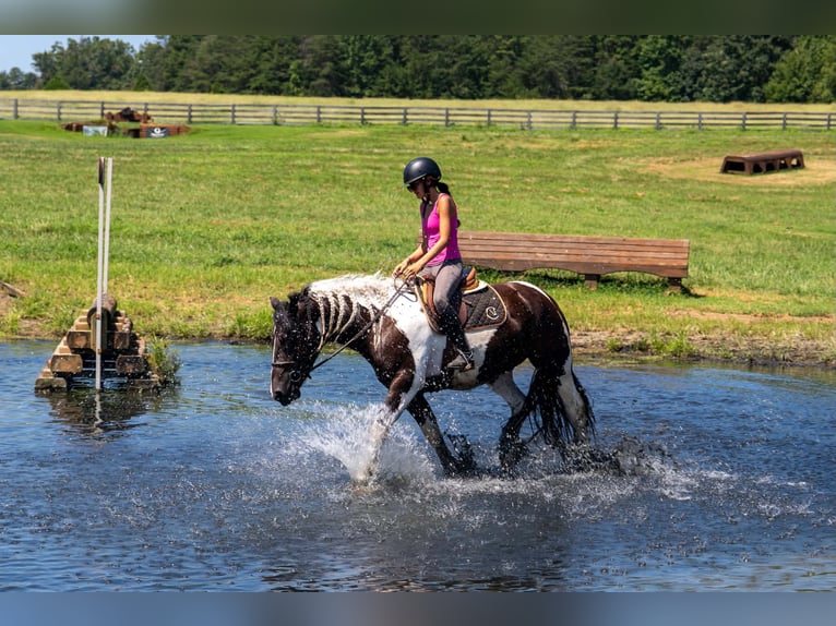 Arbeitspferd Mix Wallach 6 Jahre Schecke in Clover