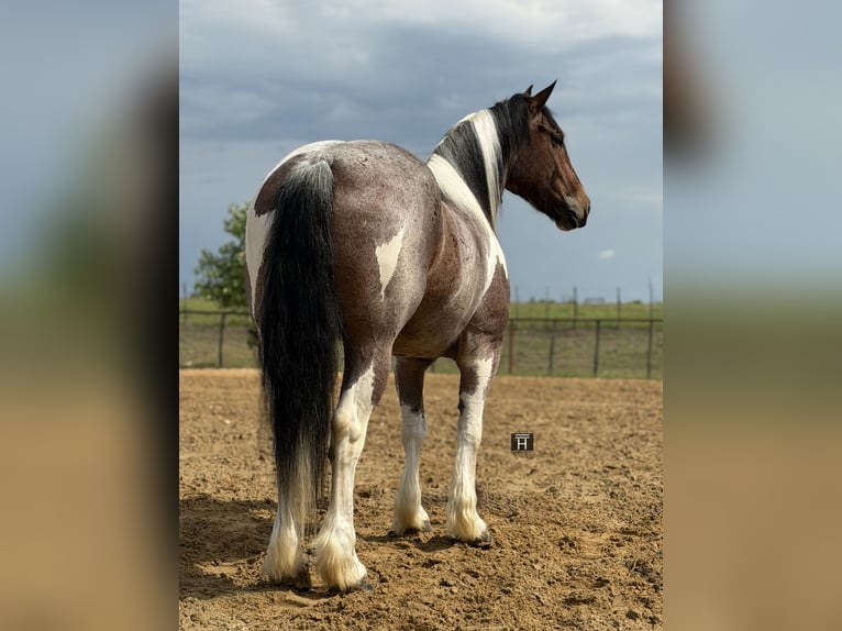 Arbeitspferd Mix Wallach 6 Jahre Schecke in Weatherford