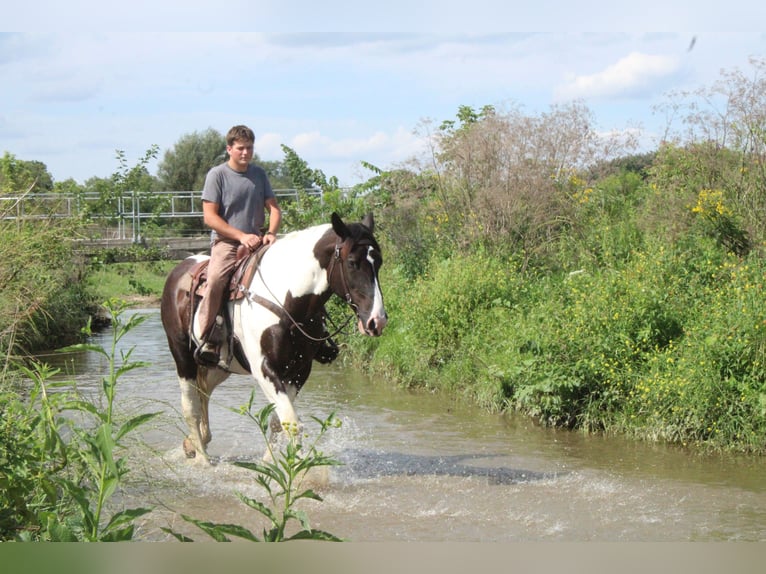 Arbeitspferd Mix Wallach 6 Jahre Schecke in Millersburg