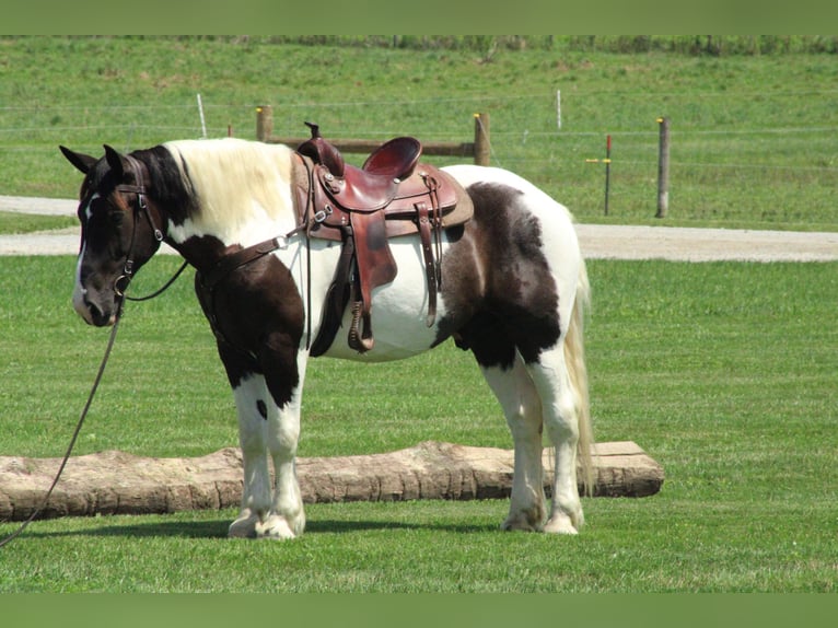Arbeitspferd Mix Wallach 6 Jahre Schecke in Millersburg