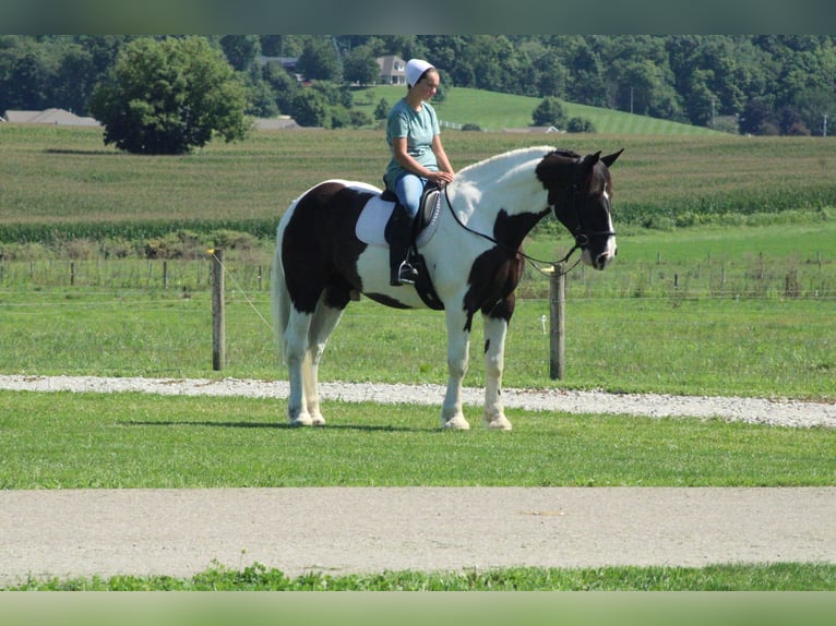 Arbeitspferd Mix Wallach 6 Jahre Schecke in Millersburg