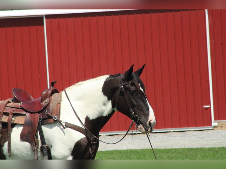 Arbeitspferd Mix Wallach 6 Jahre Schecke in Millersburg