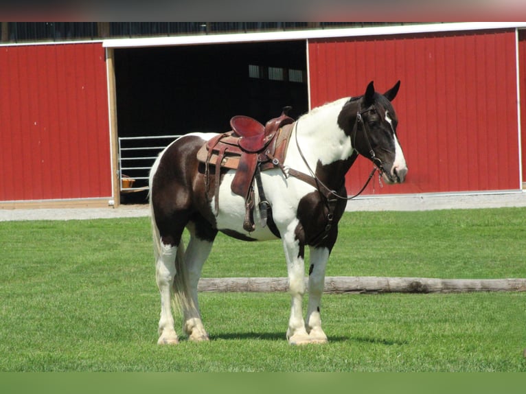 Arbeitspferd Mix Wallach 6 Jahre Schecke in Millersburg