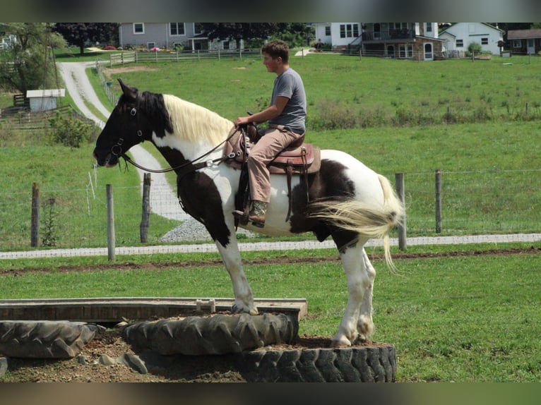 Arbeitspferd Mix Wallach 6 Jahre Schecke in Millersburg