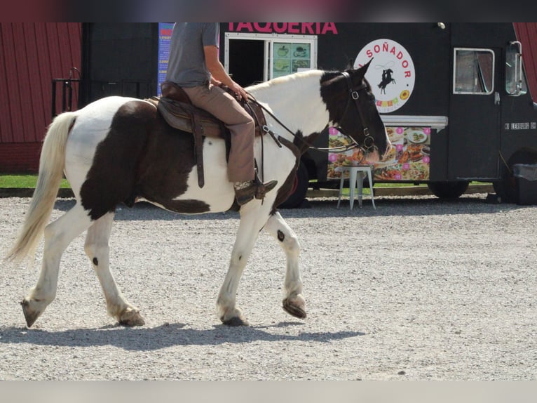 Arbeitspferd Mix Wallach 6 Jahre Schecke in Millersburg