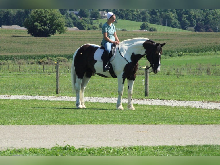 Arbeitspferd Mix Wallach 6 Jahre Schecke in Millersburg