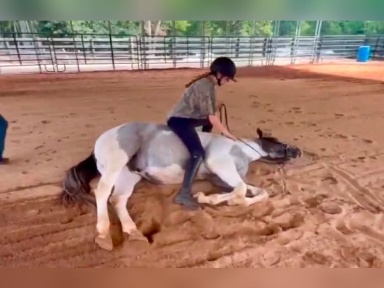 Arbeitspferd Mix Wallach 6 Jahre Schecke in Clover