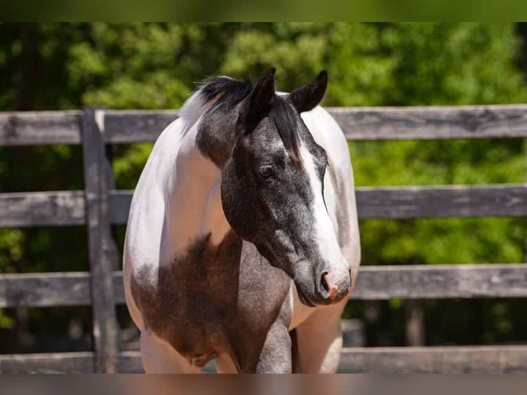 Arbeitspferd Mix Wallach 6 Jahre Schecke in Clover