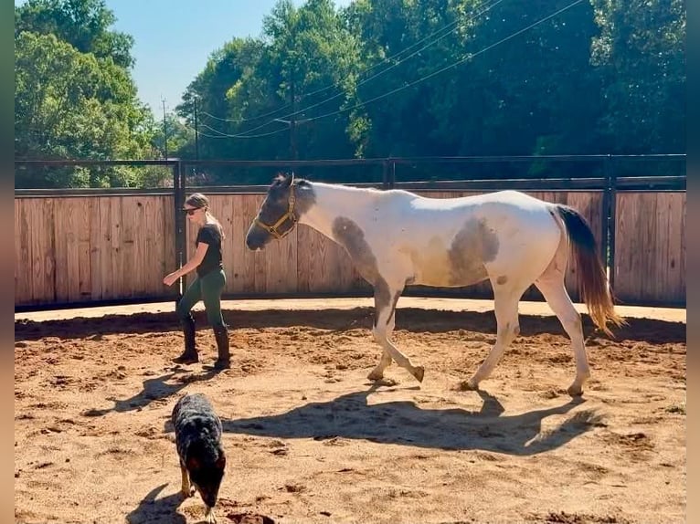Arbeitspferd Mix Wallach 6 Jahre Schecke in Clover