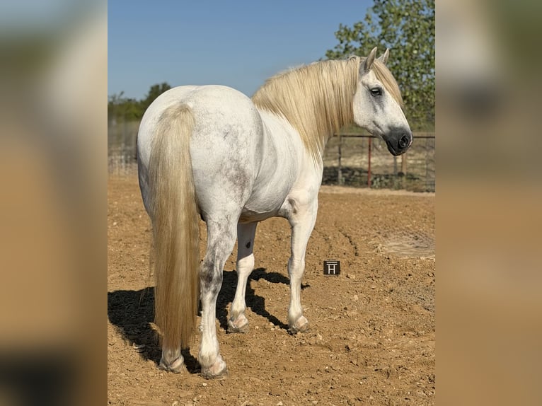 Arbeitspferd Mix Wallach 6 Jahre Schimmel in Weatherford