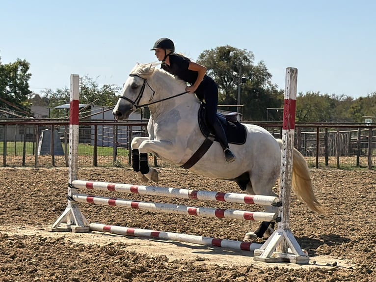 Arbeitspferd Mix Wallach 6 Jahre Schimmel in Weatherford