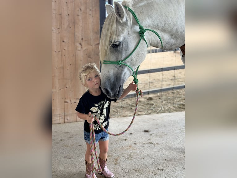 Arbeitspferd Mix Wallach 6 Jahre Schimmel in Weatherford