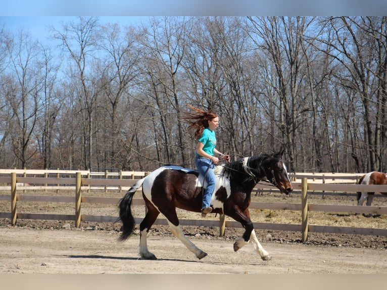 Arbeitspferd Wallach 6 Jahre Tobiano-alle-Farben in Howell, MI