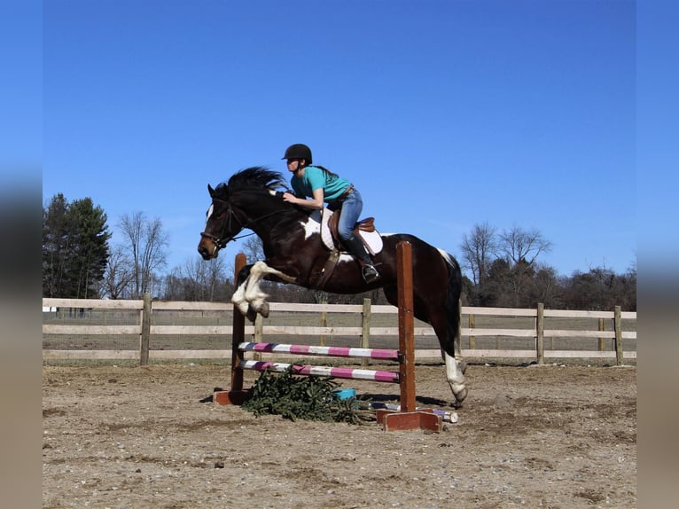 Arbeitspferd Wallach 6 Jahre Tobiano-alle-Farben in Howell, MI