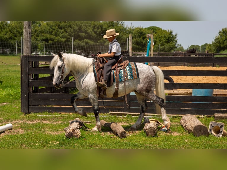 Arbeitspferd Mix Wallach 7 Jahre 142 cm Schimmel in Shipshewana