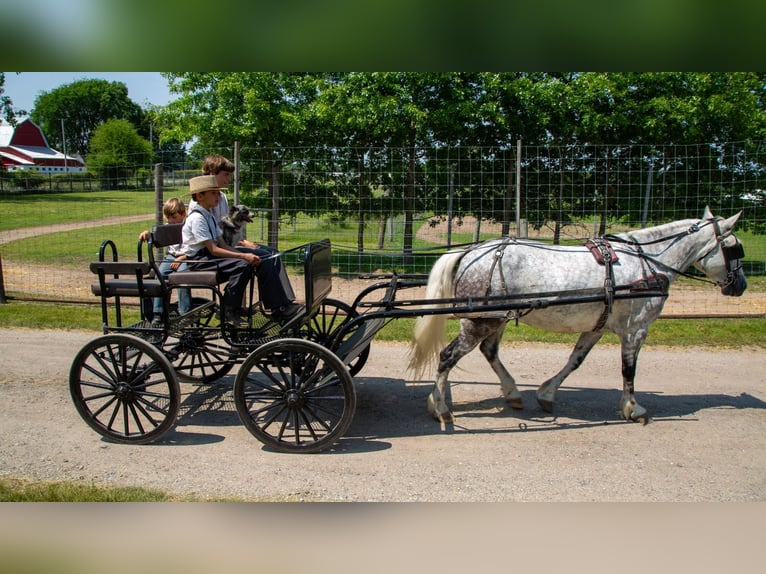 Arbeitspferd Mix Wallach 7 Jahre 142 cm Schimmel in Shipshewana