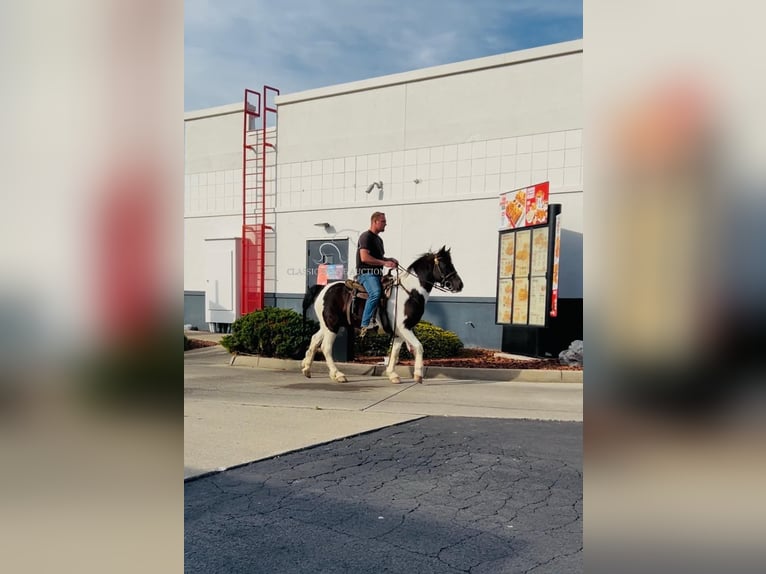 Arbeitspferd Wallach 7 Jahre 142 cm Tobiano-alle-Farben in Rockholds, KY