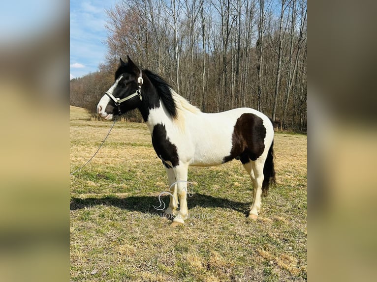 Arbeitspferd Wallach 7 Jahre 142 cm Tobiano-alle-Farben in Rockholds, KY