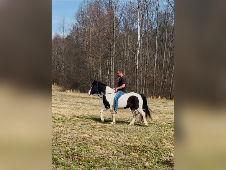 Arbeitspferd Wallach 7 Jahre 142 cm Tobiano-alle-Farben in Rockholds, KY