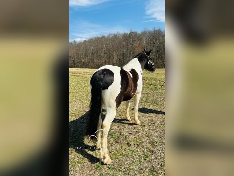 Arbeitspferd Wallach 7 Jahre 142 cm Tobiano-alle-Farben in Rockholds, KY