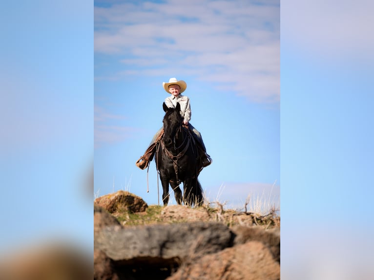 Arbeitspferd Mix Wallach 7 Jahre 150 cm Rappe in Saint Anthony